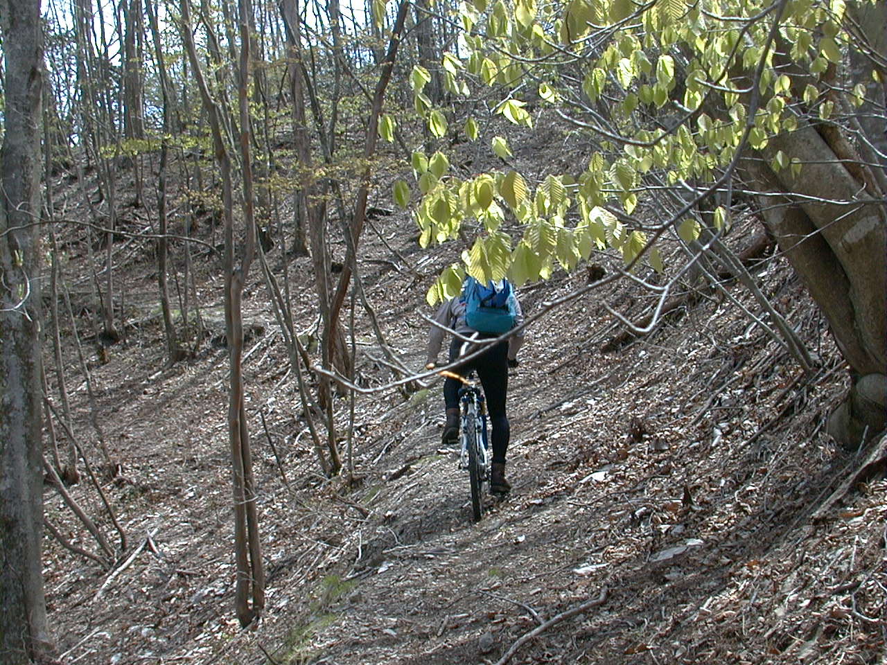 楢沢峠への小径