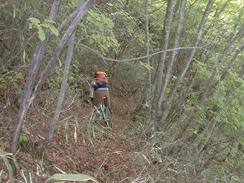 藪を抜けるとこんな道が