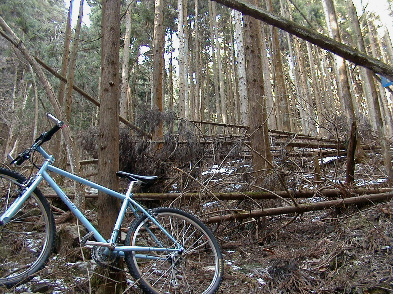 荒廃が進む杉林