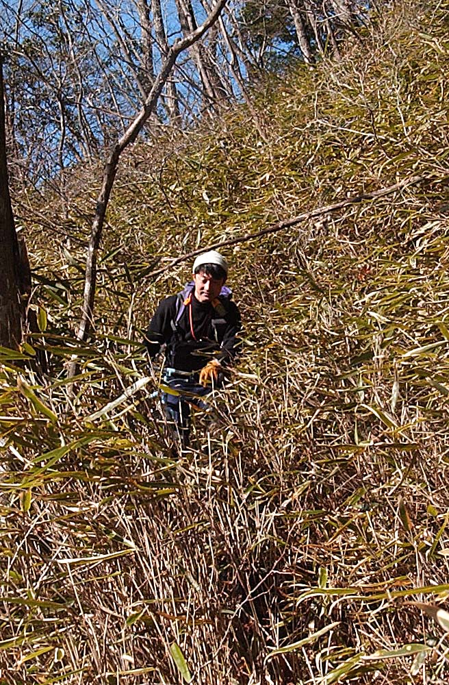 深い笹藪へ突入