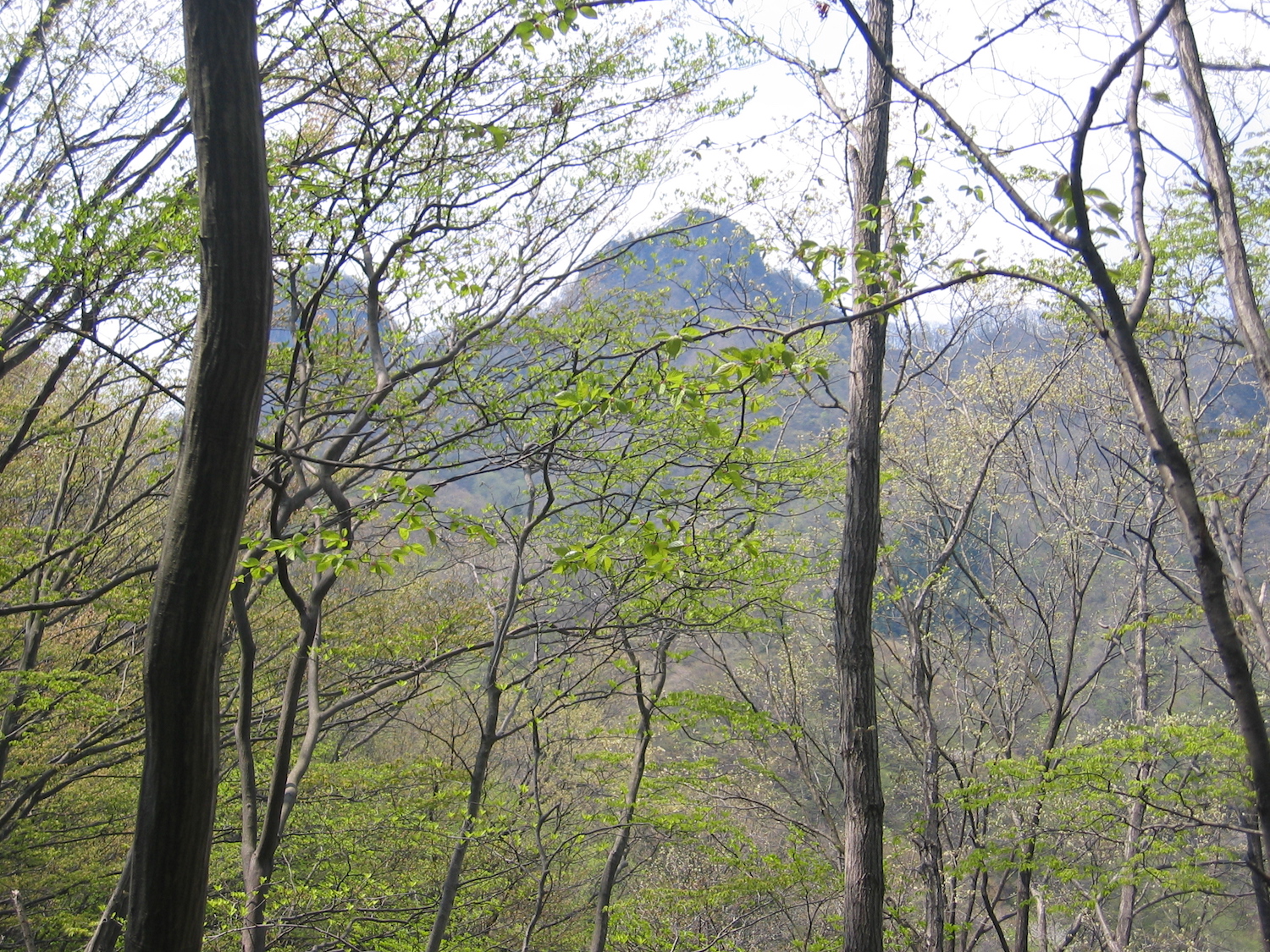尾根より鹿岳を望む