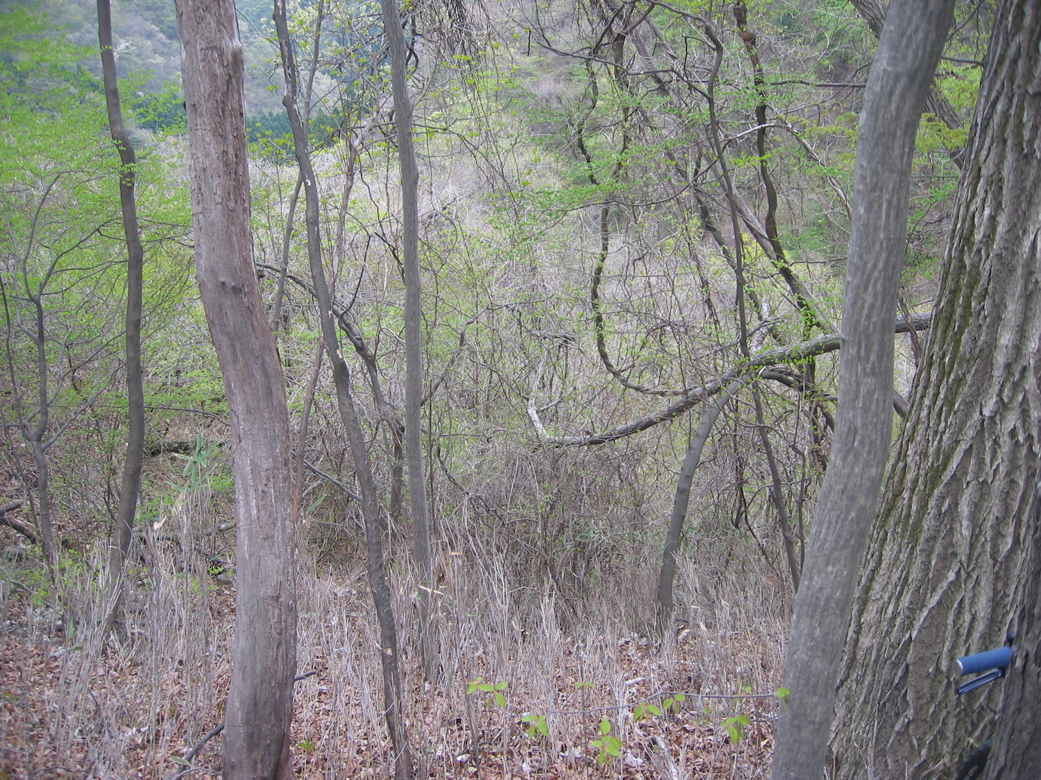 鞍部直下は藪